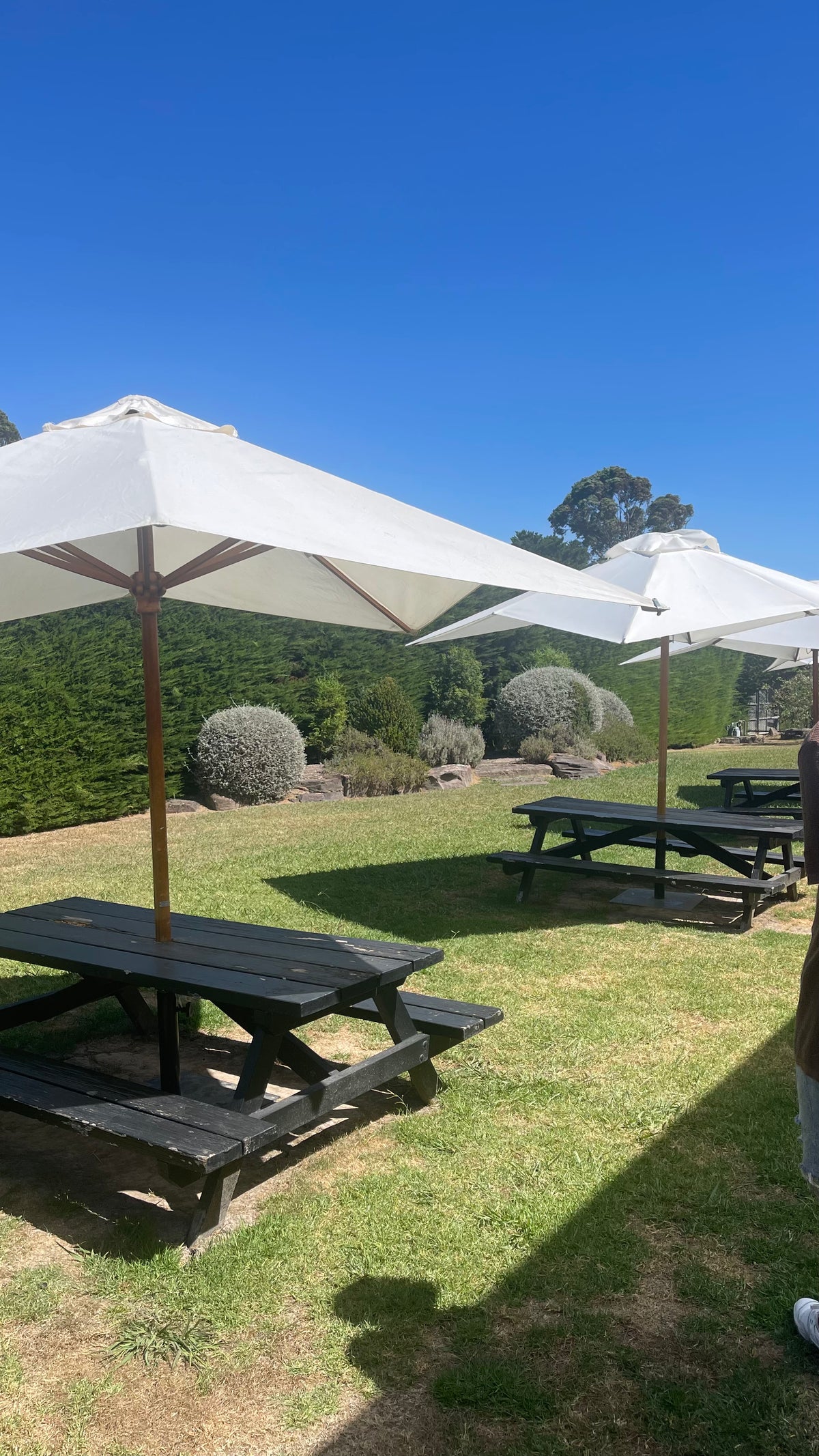 10ft Square White Polycotton Timber Umbrellas